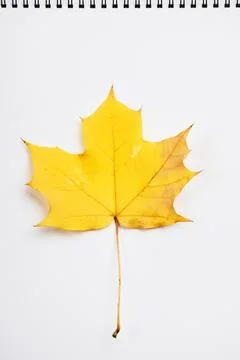 Yellow maple leaf on a sheet of paper. Stock Photos
