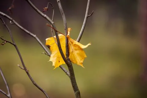 Yellow maple leaf stuck in a bare branch Stock Photos