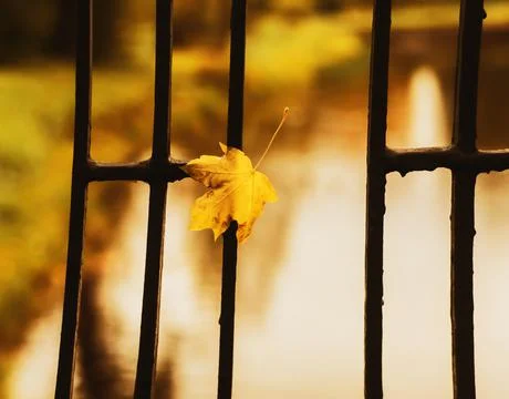 A yellow maple leaf stuck to the black metal on a bright autumn September day Foto stock