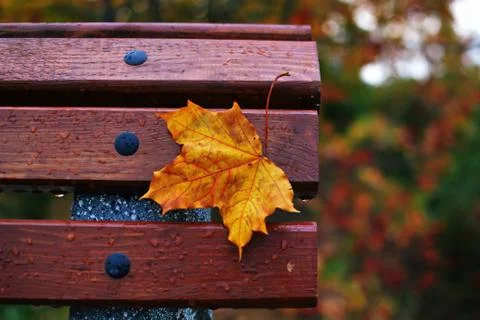 Yellow maple leaf stuck to edge park bench of dark brown wooden bars wet Stock Photos
