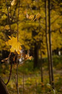 Yellow maple leaf stuck in tree branches on the background of autumn. Foto stock