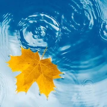 Yellow maple leaf on the surface of the water with waves of drops and cloud.. Stock Photos