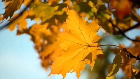 Yellow Maple Leaf Swaying In The Wind in Slow Motion Stock Footage 162303878