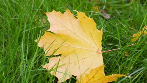Yellow maple leaf sways in the wind on a green lawn, Autumn background, closeup Stock Footage 280334757