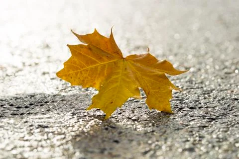 Yellow Maple Leaf on Tarmac Stock Photos