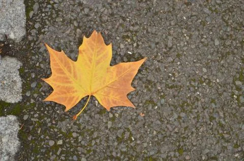 Yellow maple leaf on tarmac surface Stock Photos