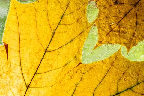 Yellow maple leaf texture with creative blue paint Stock Photos