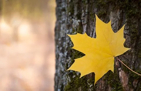 Yellow maple leaf on tree bark background Stock Photos