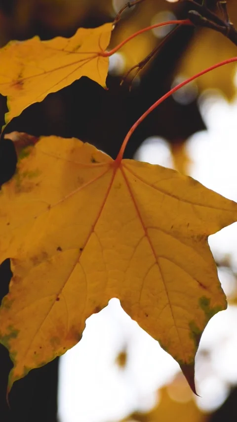 Yellow Maple Leaf on a Tree on a Cold Gloomy Autumn Day Video stock 346526033