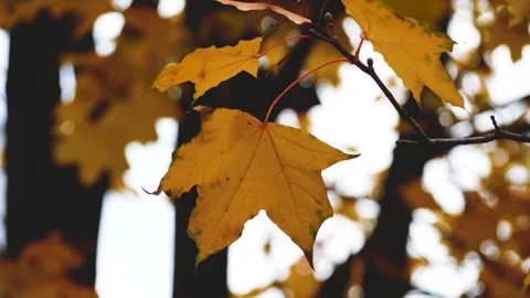 Yellow Maple Leaf on a Tree on a Cold Gloomy Autumn Day Video stock 346526313