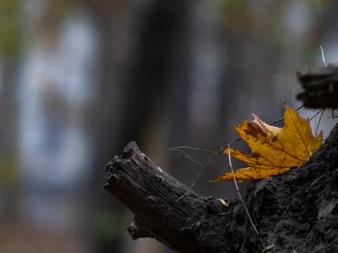 Yellow maple leaf on a tree stump. autumn foliage in the forest 스톡 사진