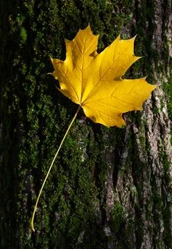 Yellow maple leaf on tree trunk, fall concept. Фото
