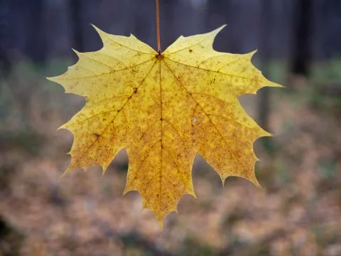 Yellow Maple Leaf Upside Down 写真素材