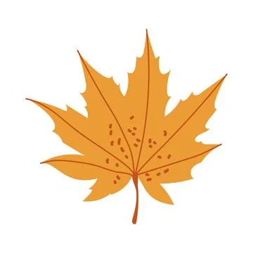 Yellow maple leaf vector autumn illustration isolated on white background Stock Illustration
