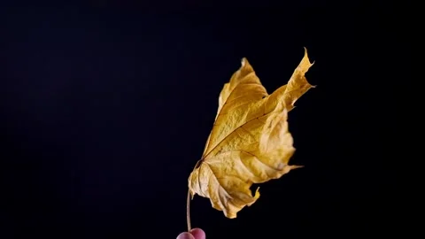 A yellow maple leaf, vibrant with autumn color, twirls between fingers in s.. Video stock 256288380