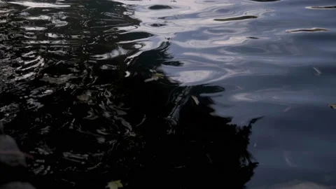 Yellow maple leaf on the water surface. Vídeos de archivo 143080827