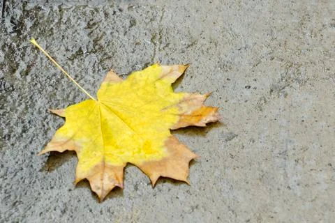Yellow maple leaf on wet asphalt. Autumn concept 写真素材