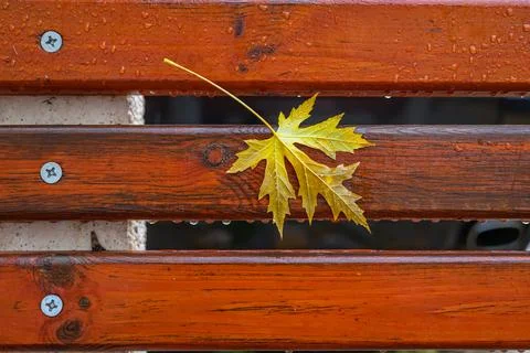 Yellow maple leaf on a wet orange bench with visible raindrops, vivid autumn  写真素材