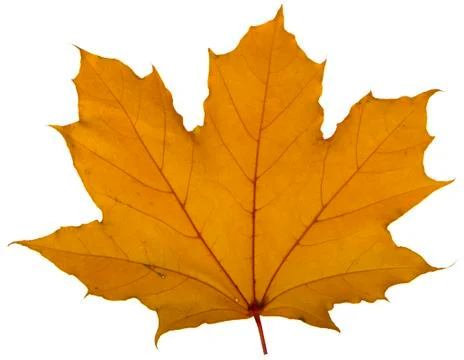 Yellow maple leaf on a white background is the most commonly used sun symbol Foto stock