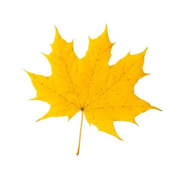 Yellow maple leaf on a white background, isolated. Autumn symbol. Stock Photos