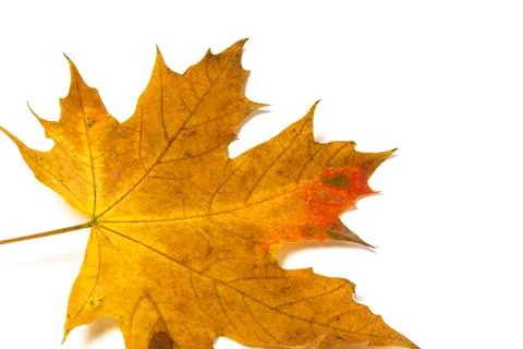 Yellow maple leaf on a white background colorful autumn maple leaf isolate... Stock Photos