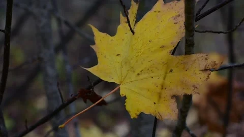 Yellow maple leaf in the wind against the background of the autumn forest Stock Footage 141365589