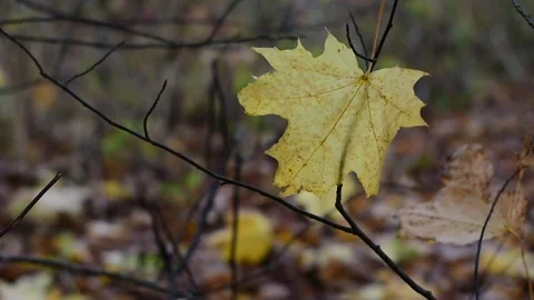 Yellow maple leaf in the wind against the background of fallen leaves Stock Footage 141365617