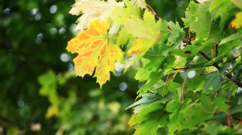Yellow maple leaf in the wind Stock Footage 4815248