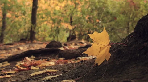 Yellow Maple Leaf  on the wind Stock Footage 55243135