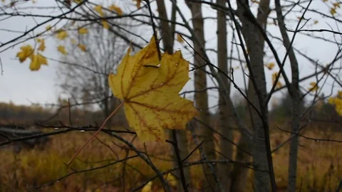 Yellow maple leaf in the wind, rainy Stock Footage 117897922
