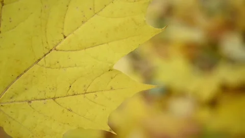 Yellow maple leaf in the wind. Slow movement in the wind video static camera Video stock 164116967