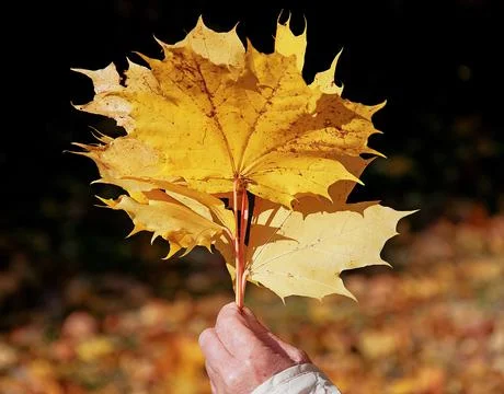 Yellow maple leaf in a woman's hand in the autumn season Foto stock