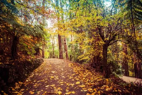 Yellow maple leafs covering empty path in a forest Stock Photos