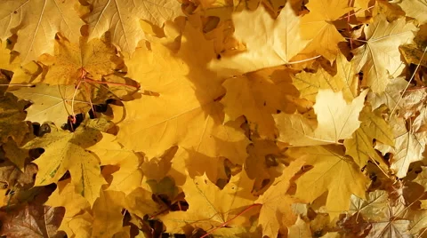 Yellow Maple leafs Stock Footage 43046884