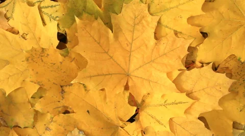 Yellow Maple leafs Stock Footage 43047767