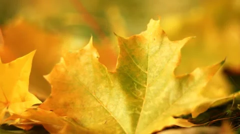 Yellow Maple leafs Stock Footage 43296762