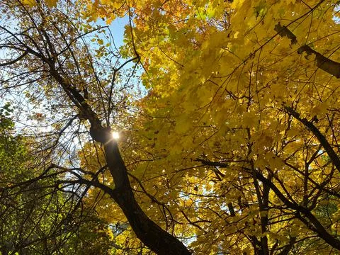 Yellow maple leafs on tree at dry sunny autumn day Stock Photos