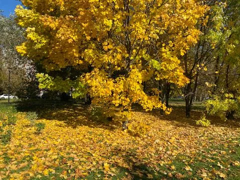 Yellow maple leafs on tree at dry sunny autumn day Foto stock
