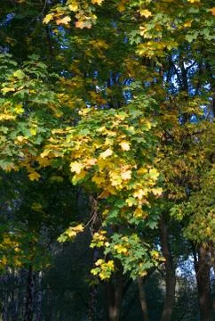 Yellow maple leafs on tree Stock Photos