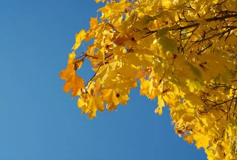 Yellow maple leafs on tree Stock Photos