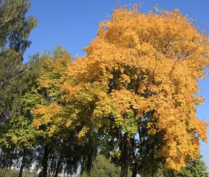 Yellow maple leafs on tree Stock Photos