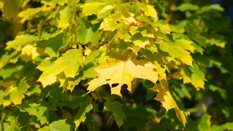 Yellow maple leafs on tree Stock Photos