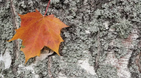 Yellow maple leave Stock Footage 55680281