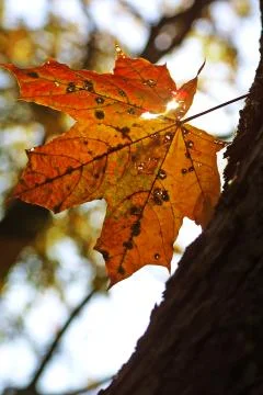 Yellow maple leave Stock Photos