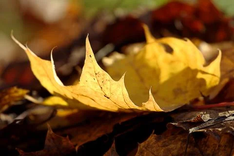 Yellow maple leave Stock Photos