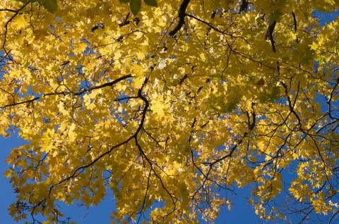 Yellow maple leaves against blue sky Stock Photos