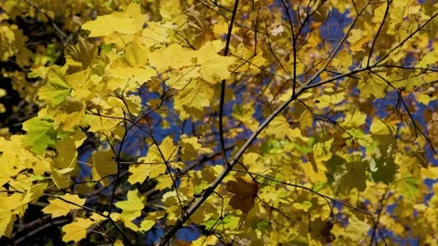 Yellow maple leaves against the sky Stock Footage 226248497