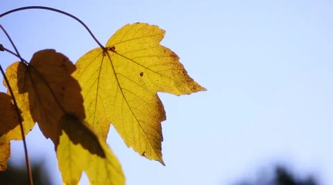 Yellow maple leaves and blue sky Stock Footage 4815666