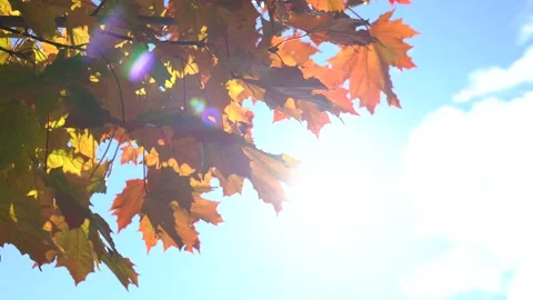 Yellow maple leaves and sun. Orange leaves of a maple tree on a background of Stock Footage 155451809