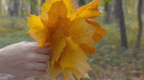 Yellow maple leaves are sorted out in the hands of Stock Footage 55302725